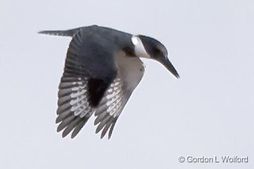 Kingfisher In Flight_33975.jpg - Photographed along the Gulf coast near Port Lavaca, Texas, USA.